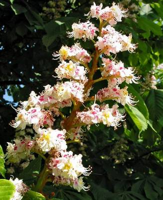 AESCULUS HIPPOCASTANUM